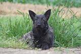BOUVIER DES ARDENNES 348